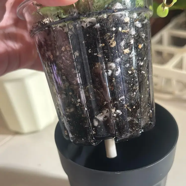 Self watering pot set of 5 black