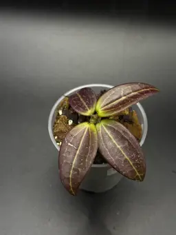 **SEEDLING** Hoya MV2507 KZ-04 (Ovalifolia x Unk)