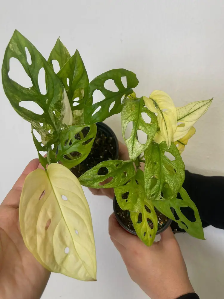 Monstera adansoni Aurea 4”