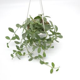Hoya nummularioides Silver 4.5 inch hanging basket 919