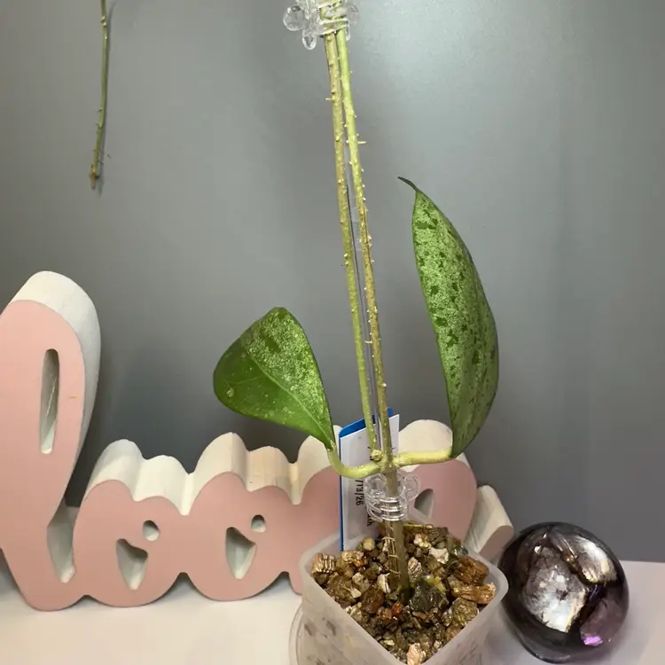 B36 Erythrostemma (Splash)