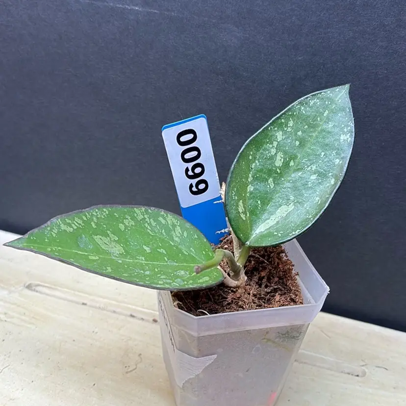 99 Hoya patcharawalai 023