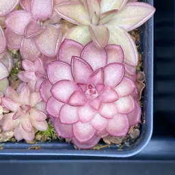 Pinguicula ‘’’Charmed’’’