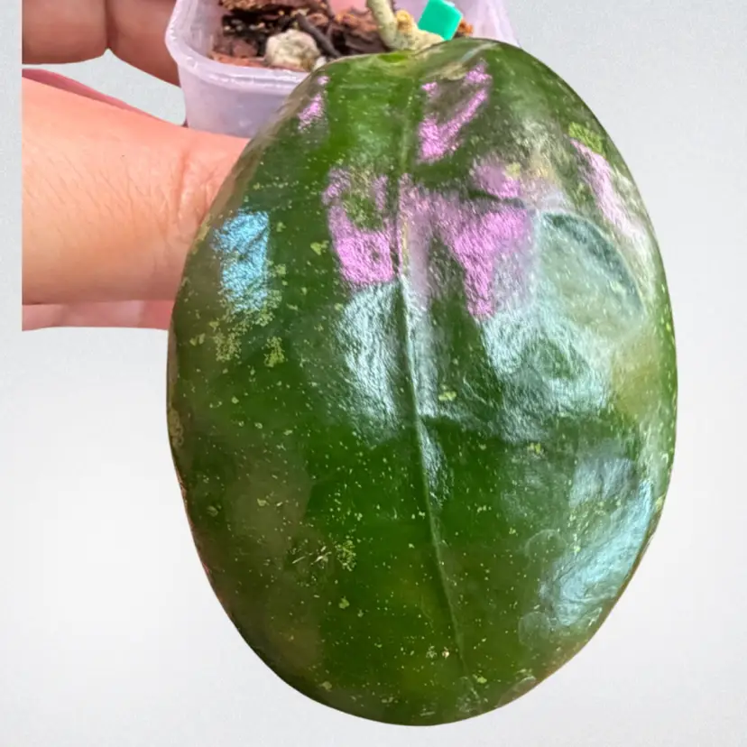 RHI 3011-AL5 callistophylla sekado x unk.