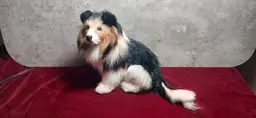 Vintage Real Fur Collie / Sheltie Dog Figurine