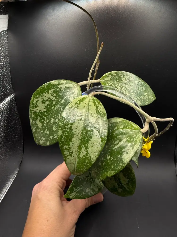 Hoya Verticillata KSB08