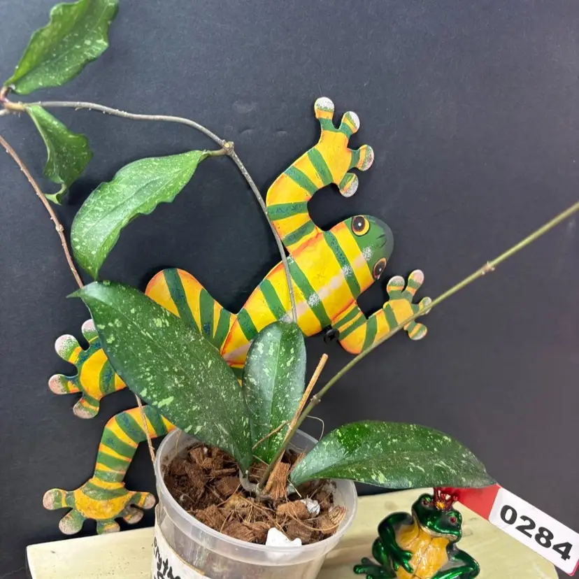 284 Hoya erythrina splash