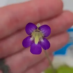 SC-14 Pinguicula ibarrae x koehres