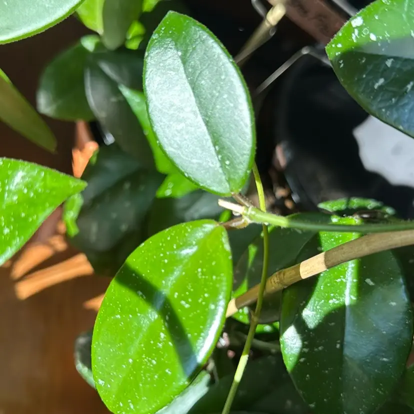 SMS Promise fresh cut top cut