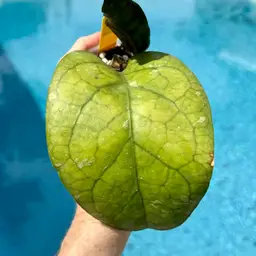 140 Hoya AH ‘Natta’