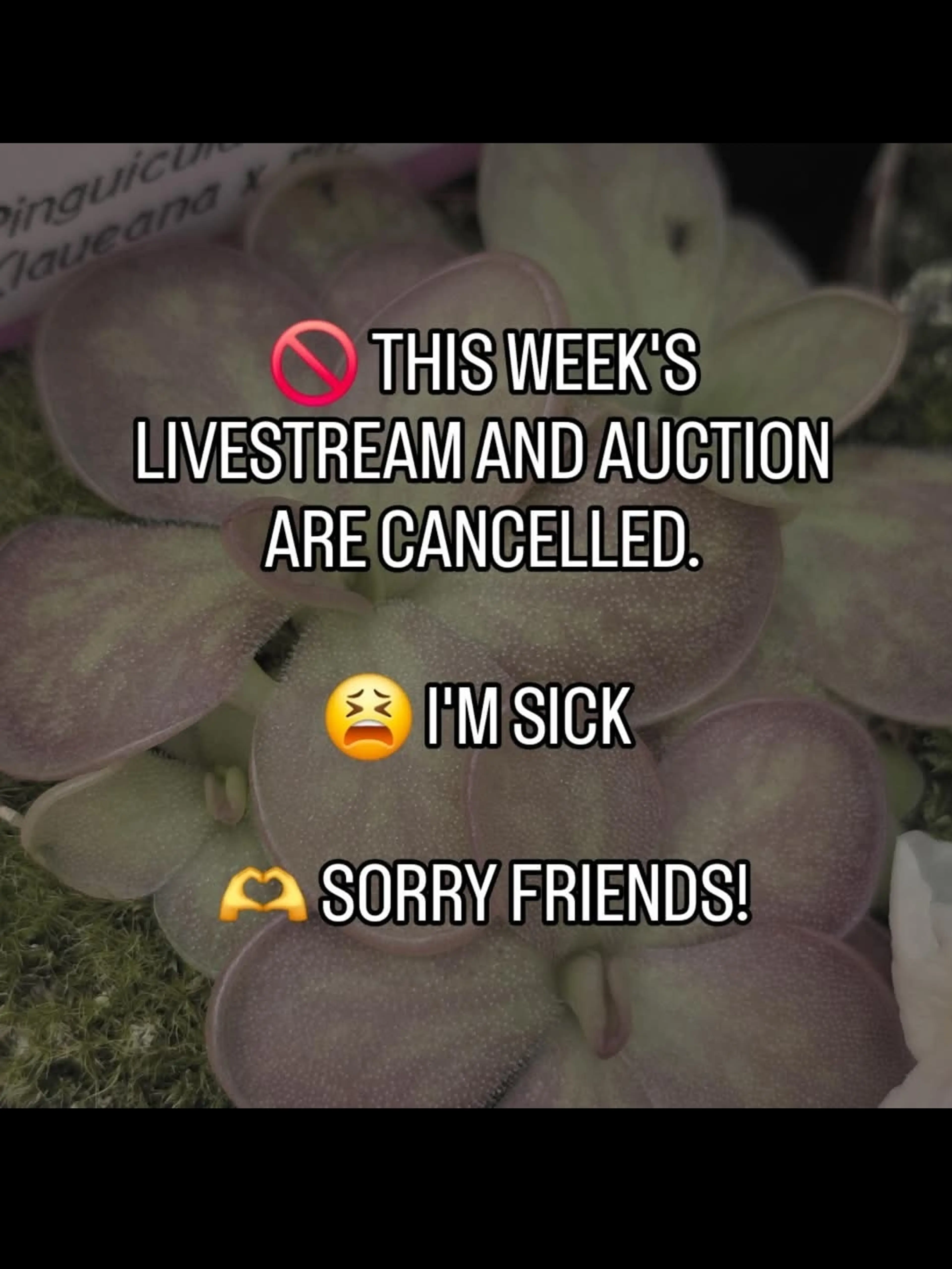 Seed Grown and Rare Pinguicula!