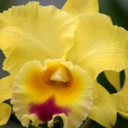 Blc. Goldenzelle 'Lemon Chiffon' - 2.5” Pot