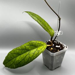 Hoya fka Vitellinoides