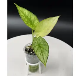 Regal Shield Albo Auction