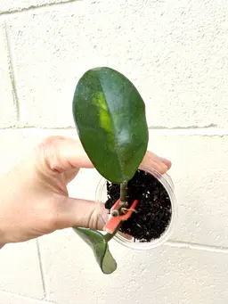 Hoya Madara Green Edge