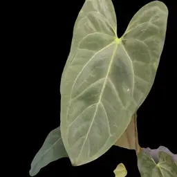 AMBIENT a. Blue papillilaminum x Indo port