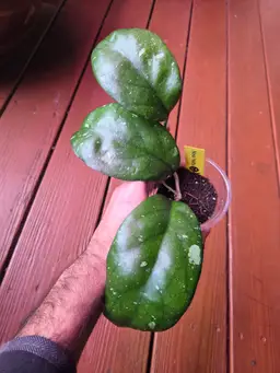 Hoya Natta