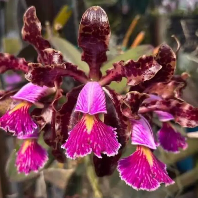 Cattleya schilleriana