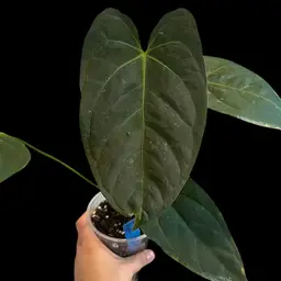 AMBIENT - 521 AnthuriumIndi Port x Dark Phoenix