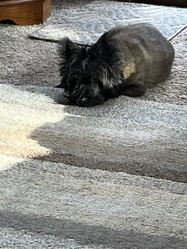 Pop-up vintage variety