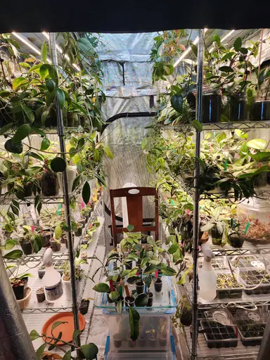 Buy some Hoya, maybe?!