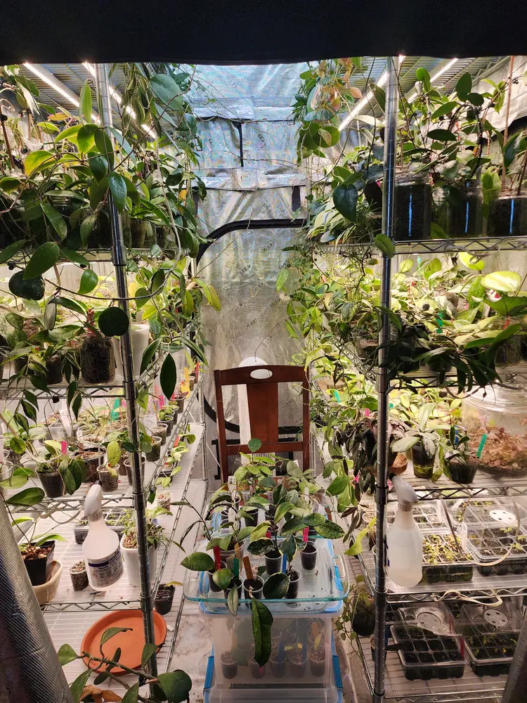 Buy some Hoya, maybe?!