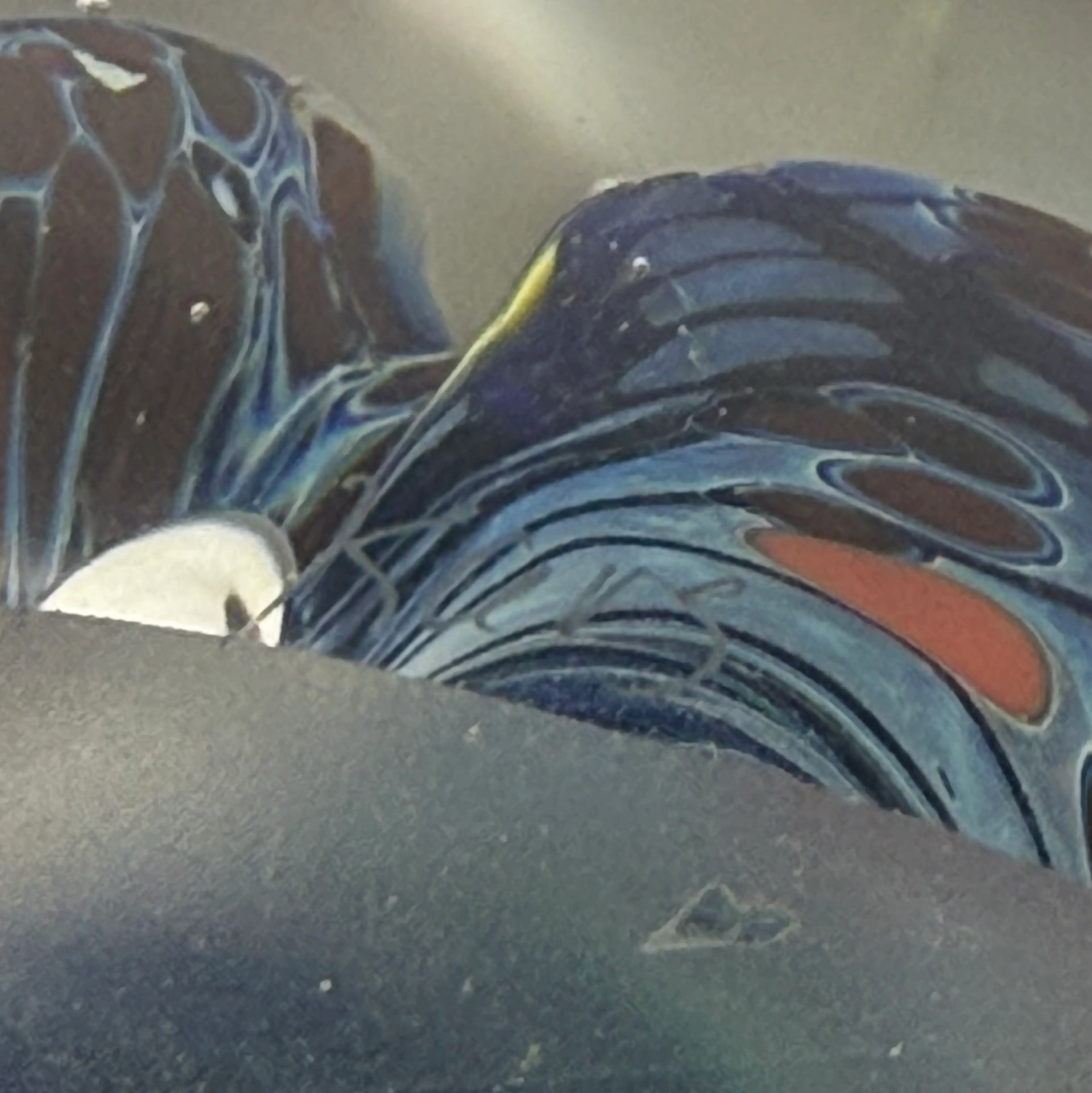 Image 5 of 11