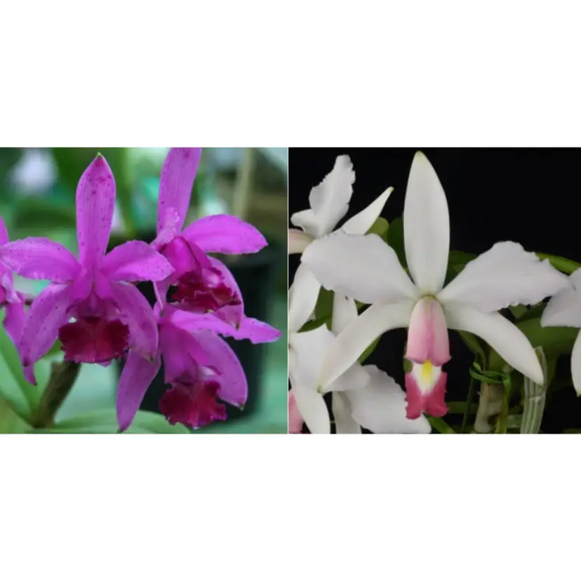 C. intermedia v. sanguinea x C. violacea v. carnea - 2.5” Pot