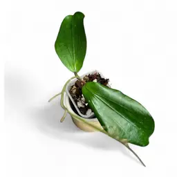 cv. LP008 (erythrina x blashernaezii ssp. Siariae)