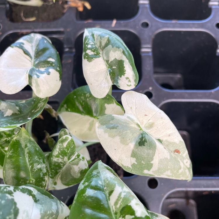 Alocasia Frydek Plug