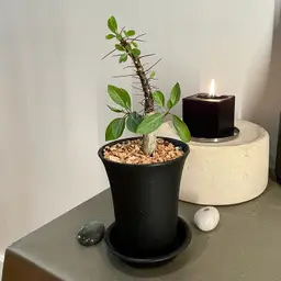 fouquieria fasciculata