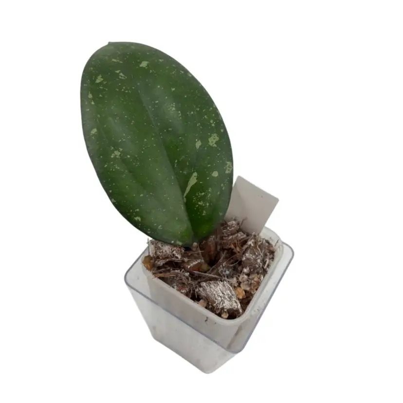 0393 Hoya ‘Joy’ Splash