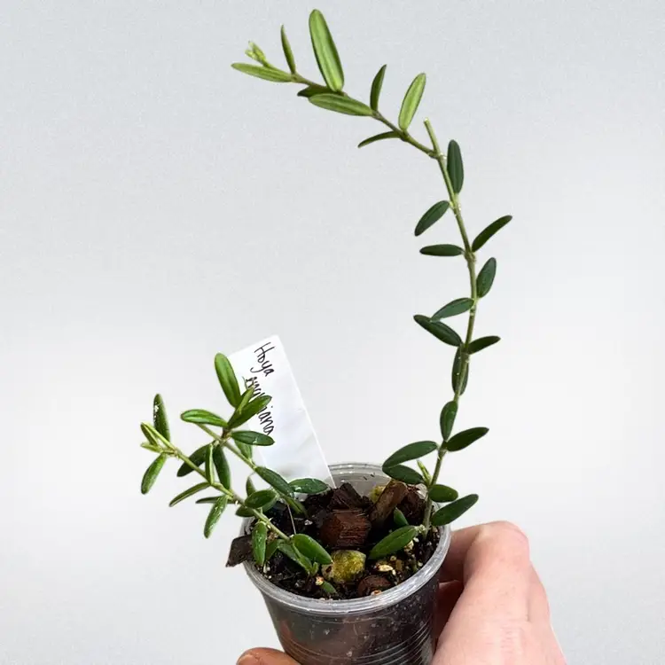 Hoya engleriana (grower’s choice)