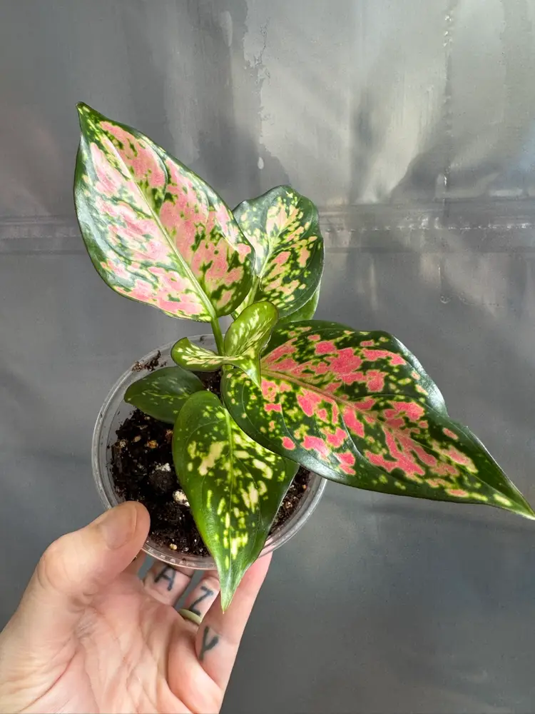 0886 | 3.5” Aglaonema Anjamani
