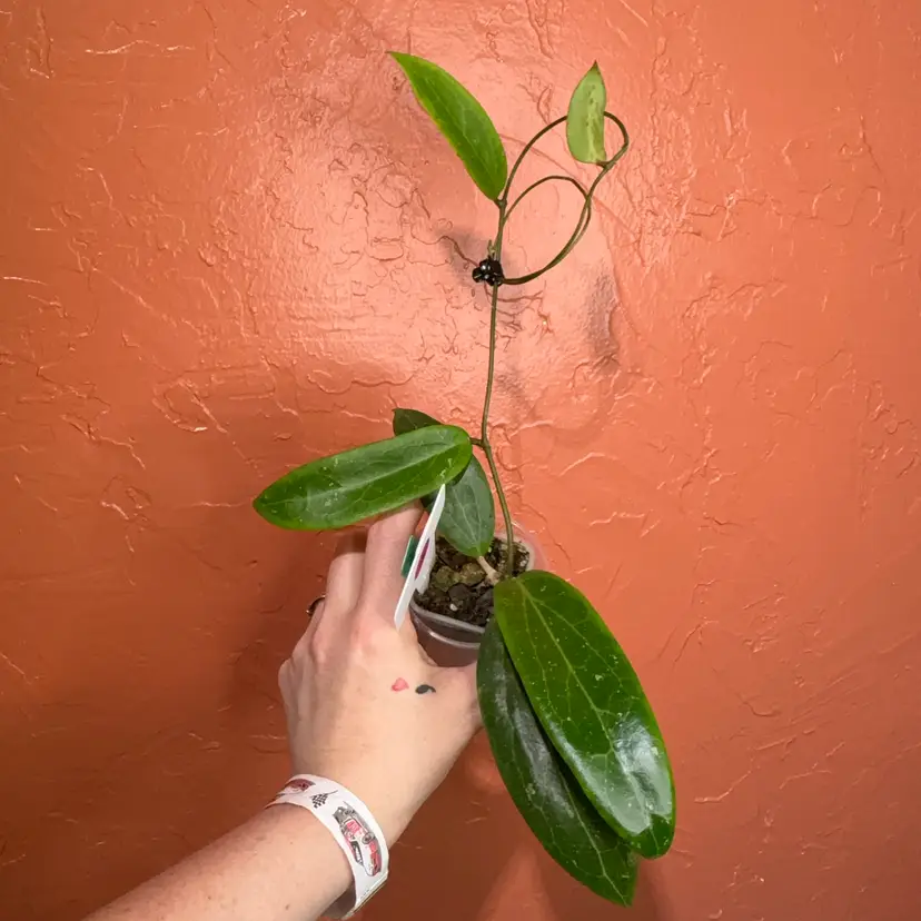 038 Hoya ‘Iron Star’