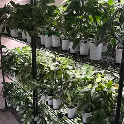 Shop (Not Shop) Cuttings Box