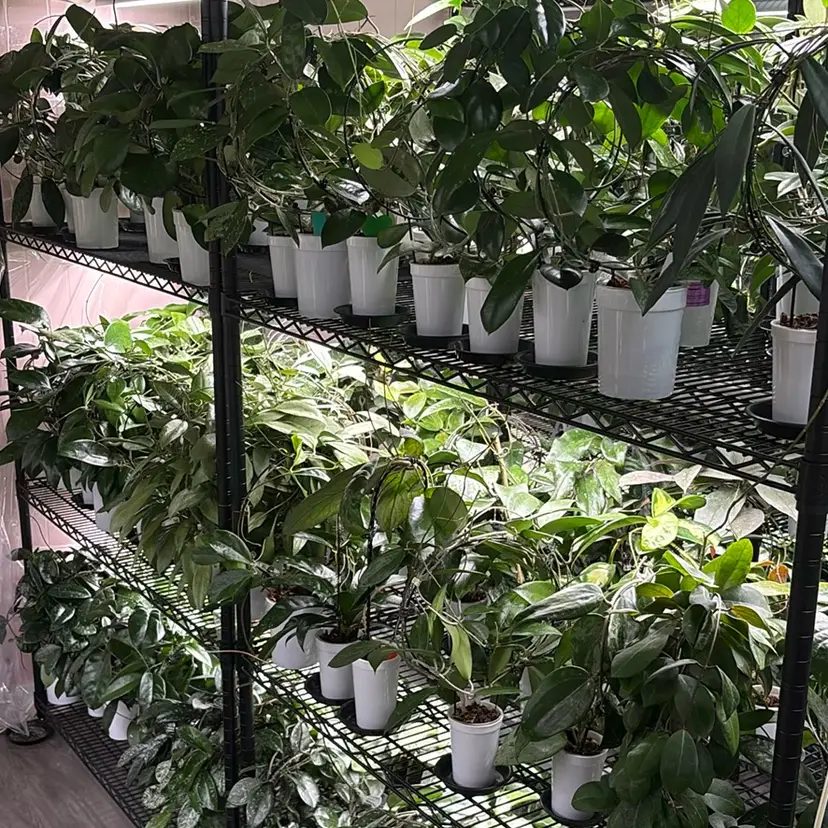 Shop (Not Shop) Cuttings Box