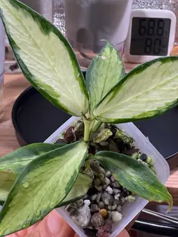 Hoya Polyneura Inner Variegated