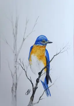 Bluebird (Eastern) Original Watercolor Painting Signed By The Artist 5x7