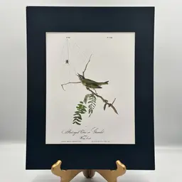 Naturalist Bird and Spider Matted Print Ready To Frame 11x14”