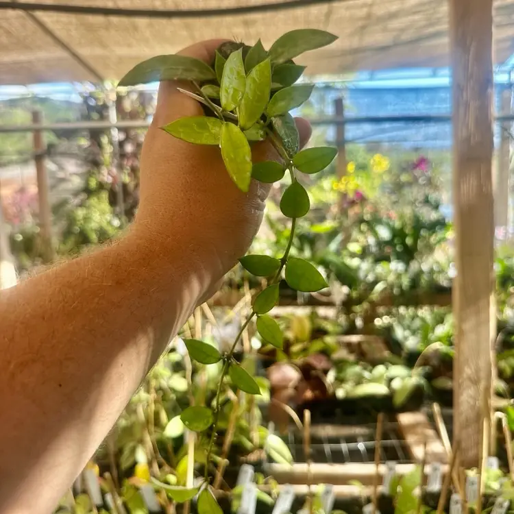 Hoya lacunosa ‘Gothic’ from Mentawai