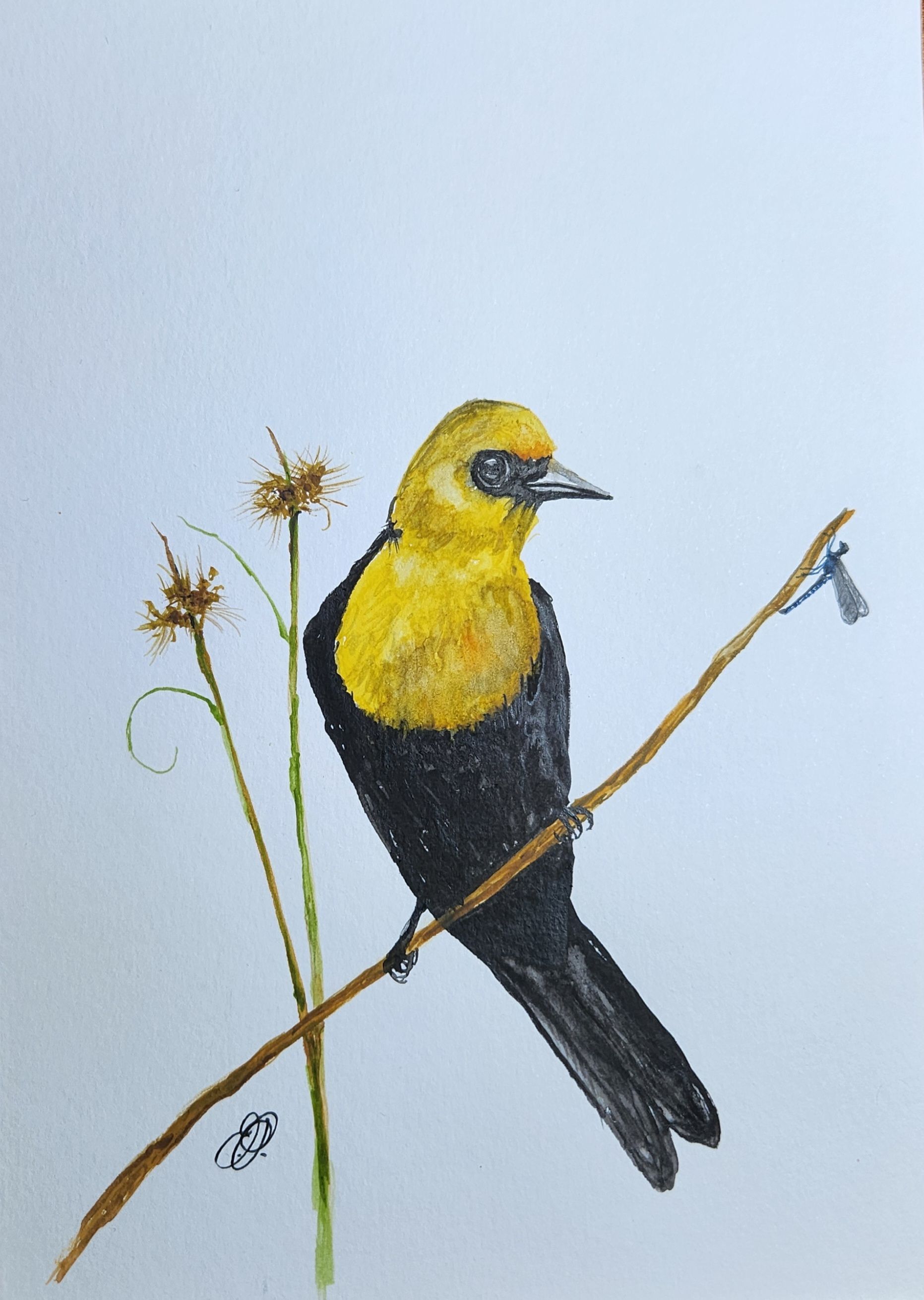 Niknax · Yellow-Headed Blackbird Original Watercolor Painting