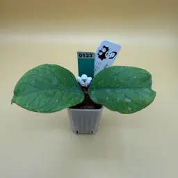 0123 Forbesii X Deykea