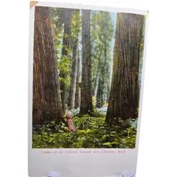 vintage unused postcard of Cedars of the Potlatch Country near Clarkston WA