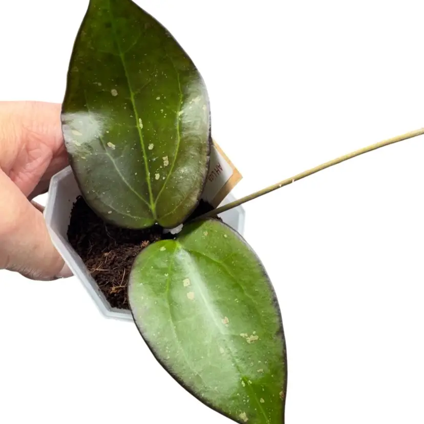 AH Liza named after Liza Butcher