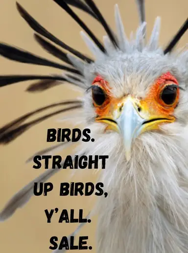 Nothing But Birds!🤣💖 🐦 