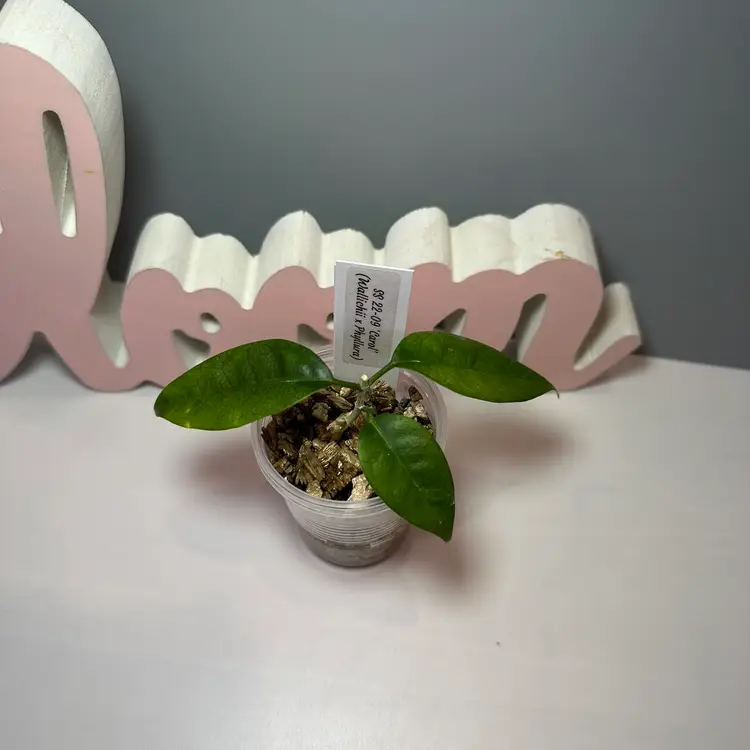 53 SS 22-09 ‘Carol’ (Wallichii x Phyllura)