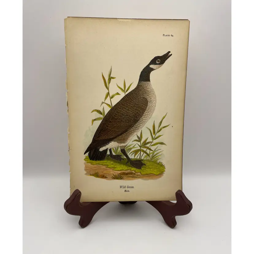 “Wild Goose”, Male, c.1890, Color Plate Engraving, Plate 64, From An Antique Book