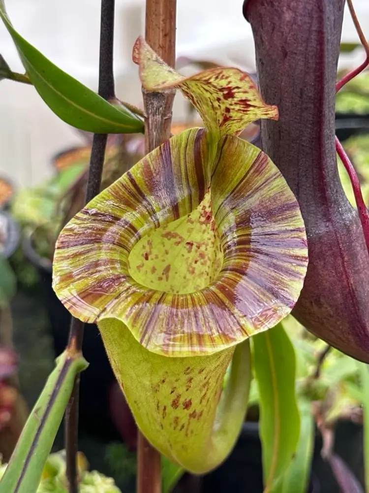 Nepenthes Auction💚
