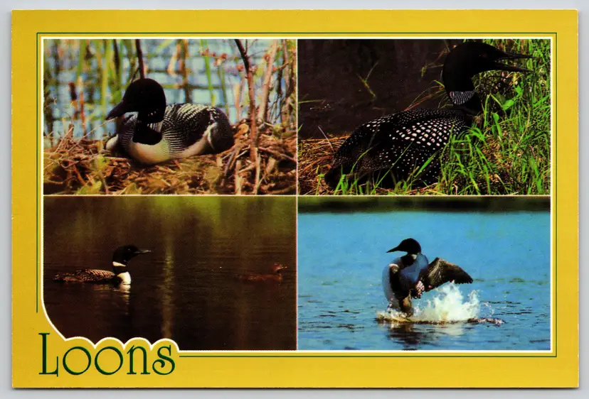 Postcard Multiview of Common Loons Gavia immer Bird Ornithology  -  10471